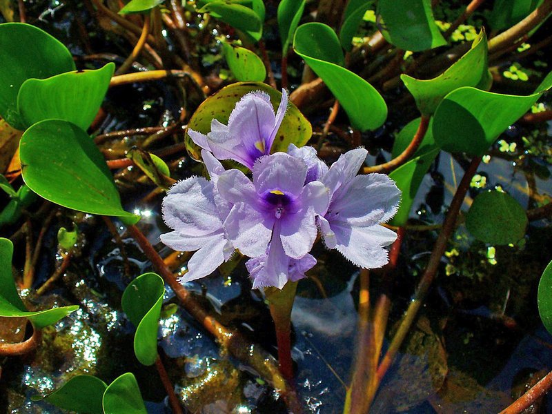 Anchored Water Hyacinth photo 6