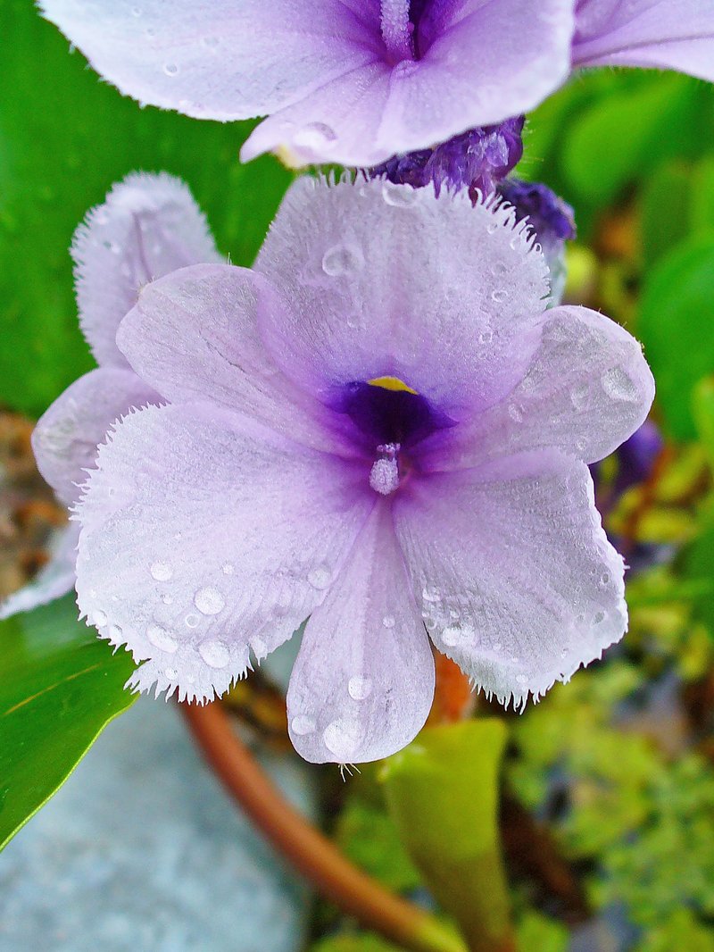 Anchored Water Hyacinth photo 7