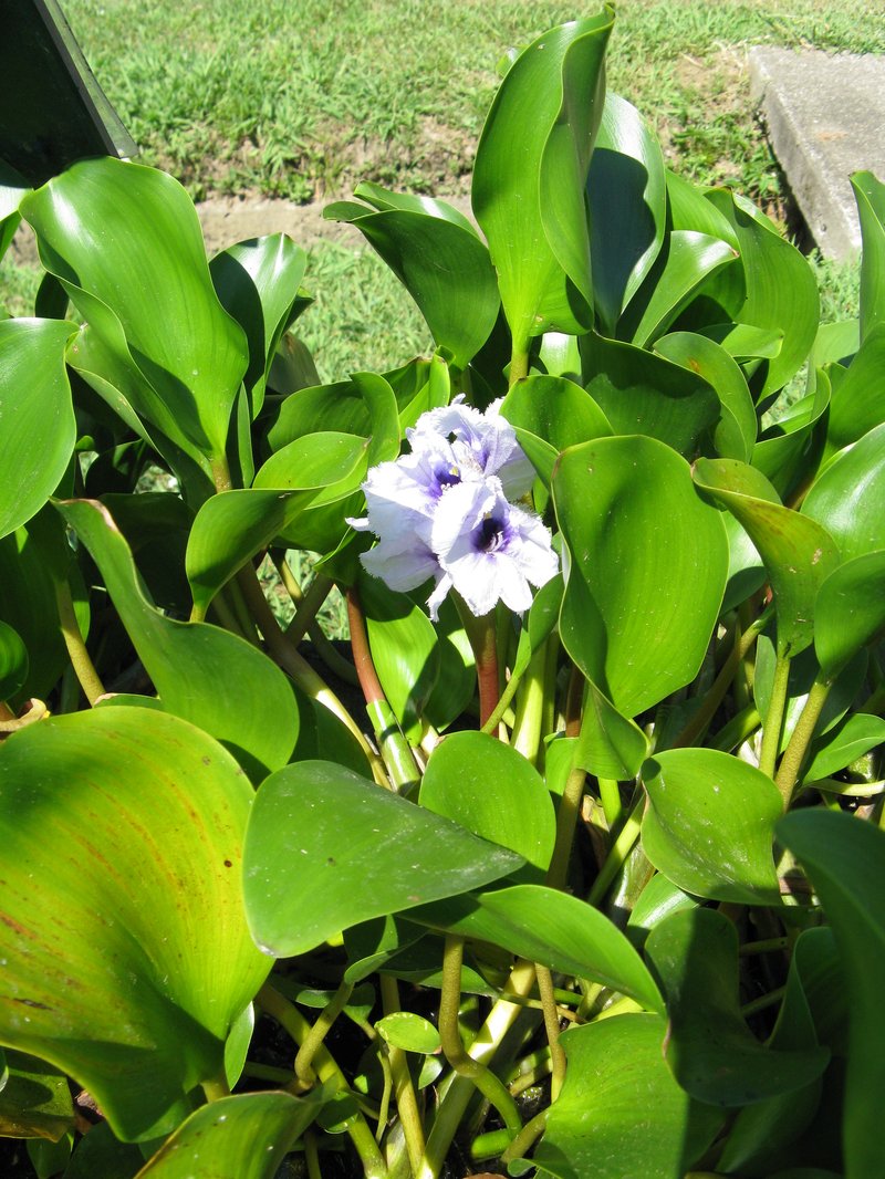 Anchored Water Hyacinth