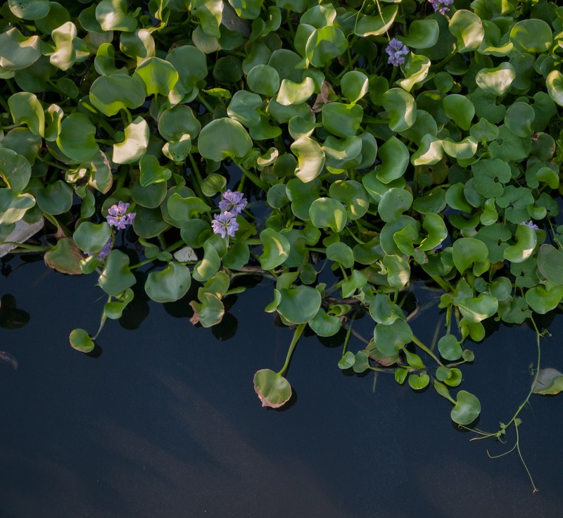 Common Water Hyacinth photo 2