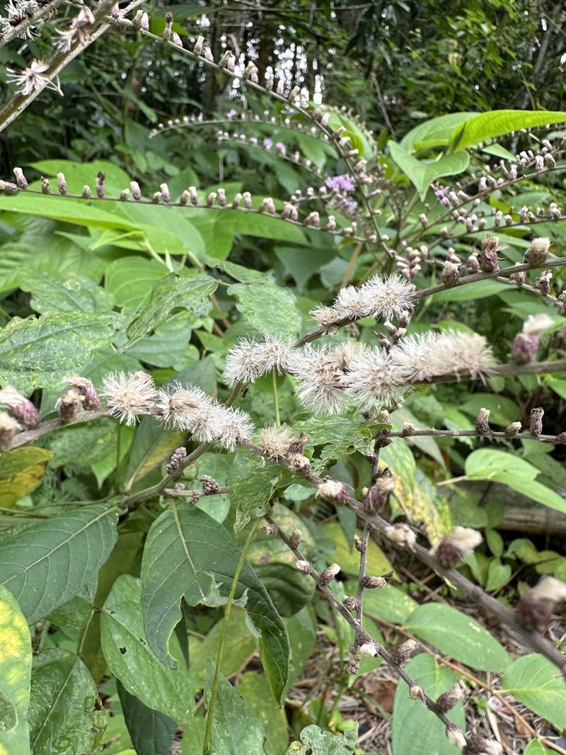 Eirmocephala brachiata