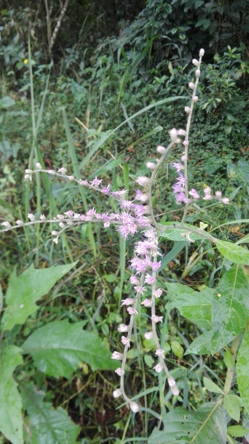 Eirmocephala brachiata photo 2