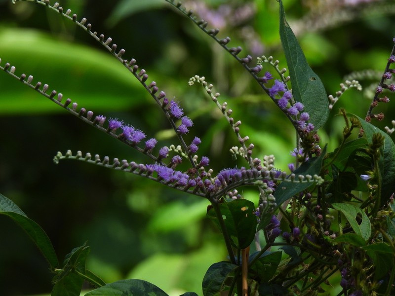 Eirmocephala brachiata photo 3