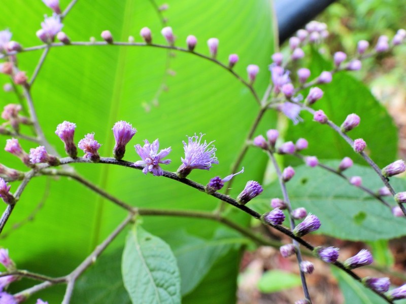 Eirmocephala brachiata photo 4