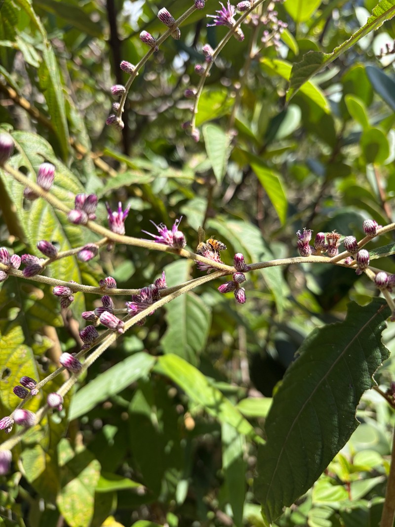 Eirmocephala brachiata photo 6