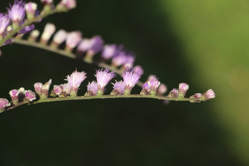Eirmocephala brachiata photo 8