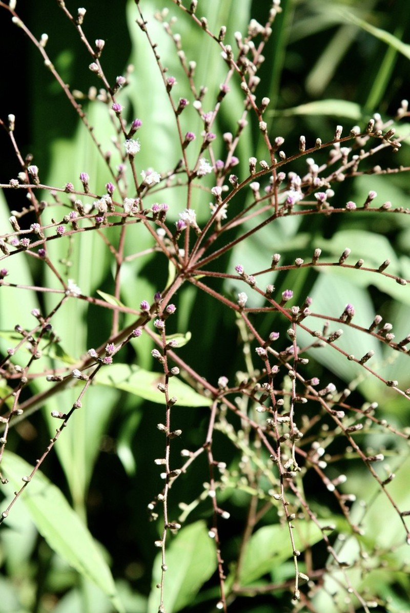 Eirmocephala cainarachiensis