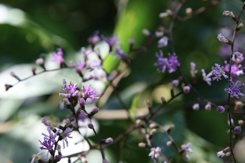 Eirmocephala cainarachiensis photo 2