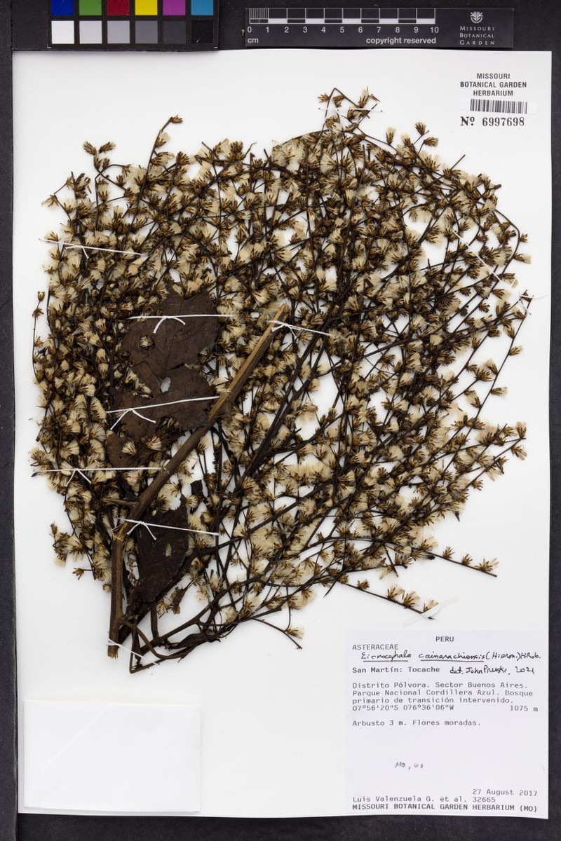 Eirmocephala cainarachiensis photo 3