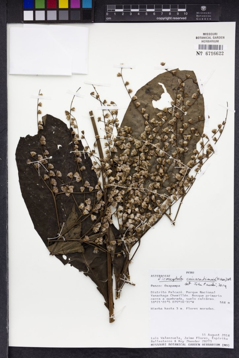Eirmocephala cainarachiensis photo 4