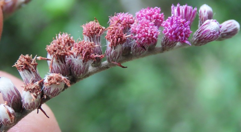 Eirmocephala megaphylla photo 5