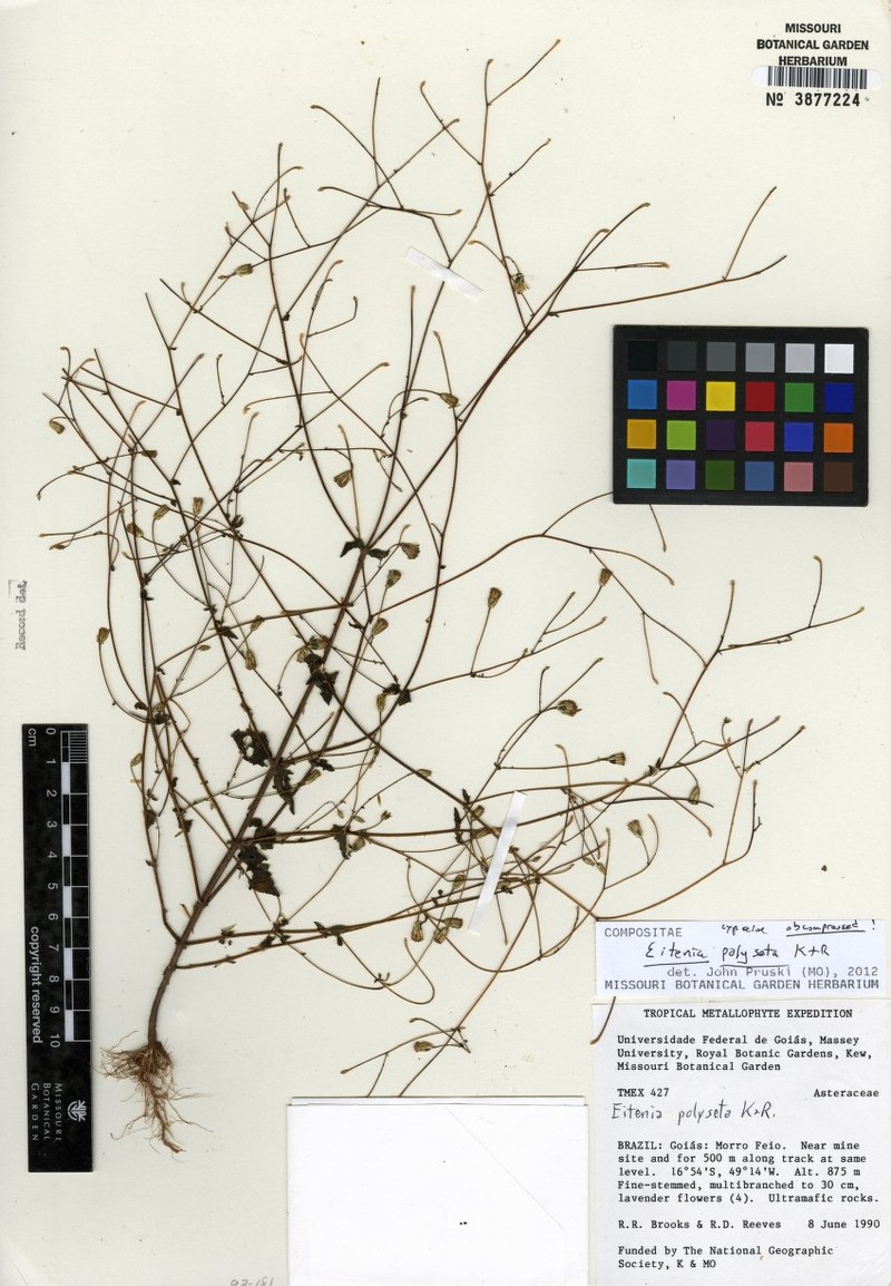 Eitenia polyseta