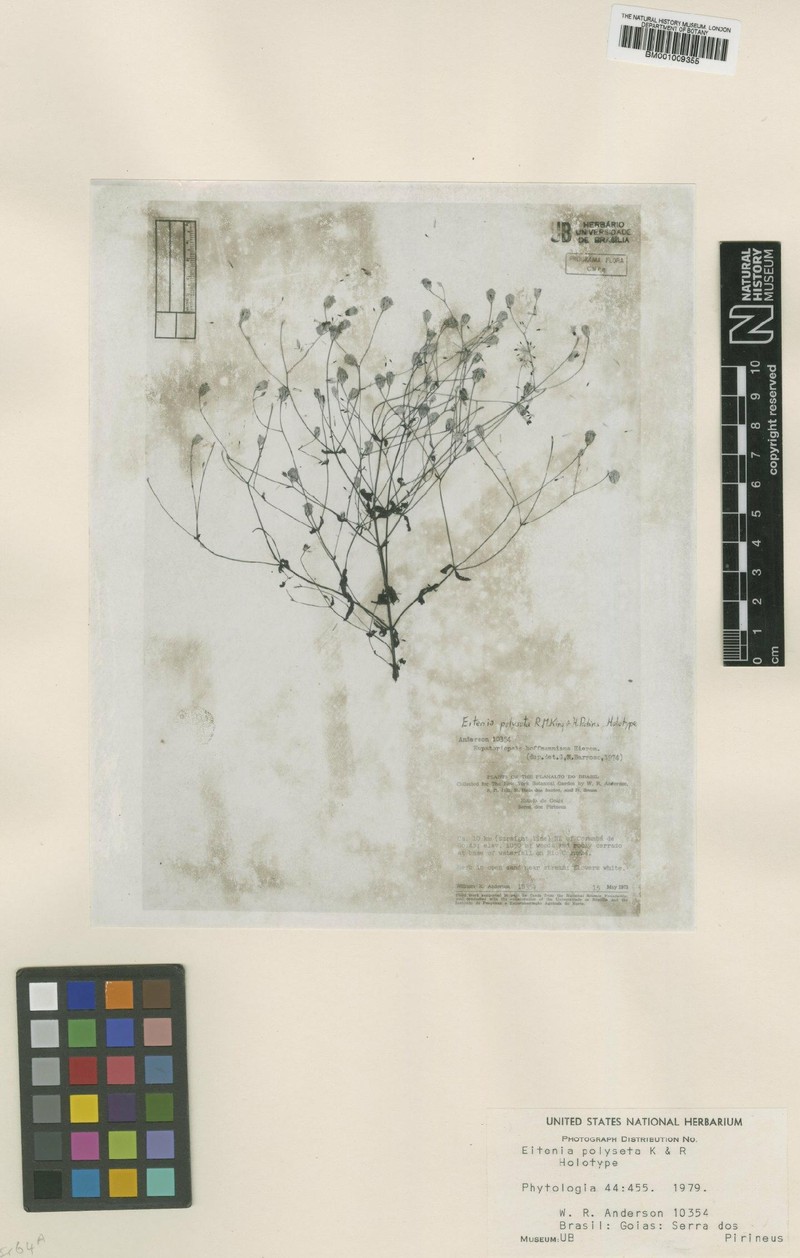 Eitenia polyseta photo 2