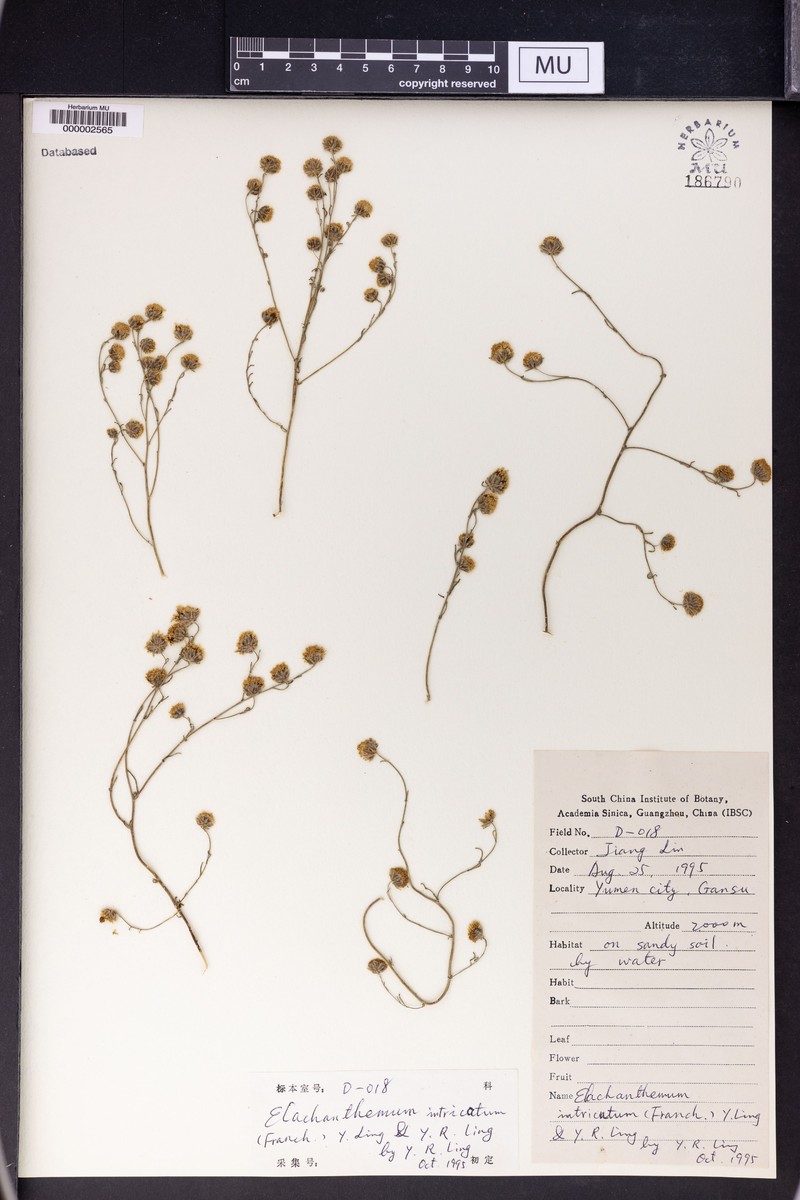Elachanthemum intricatum