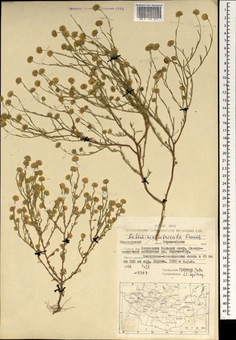 Elachanthemum intricatum photo 4