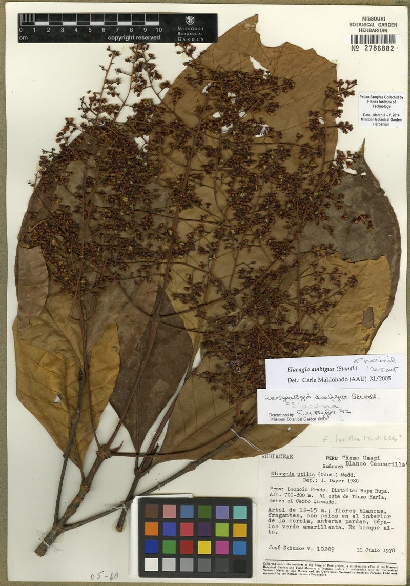 Elaeagia ambigua