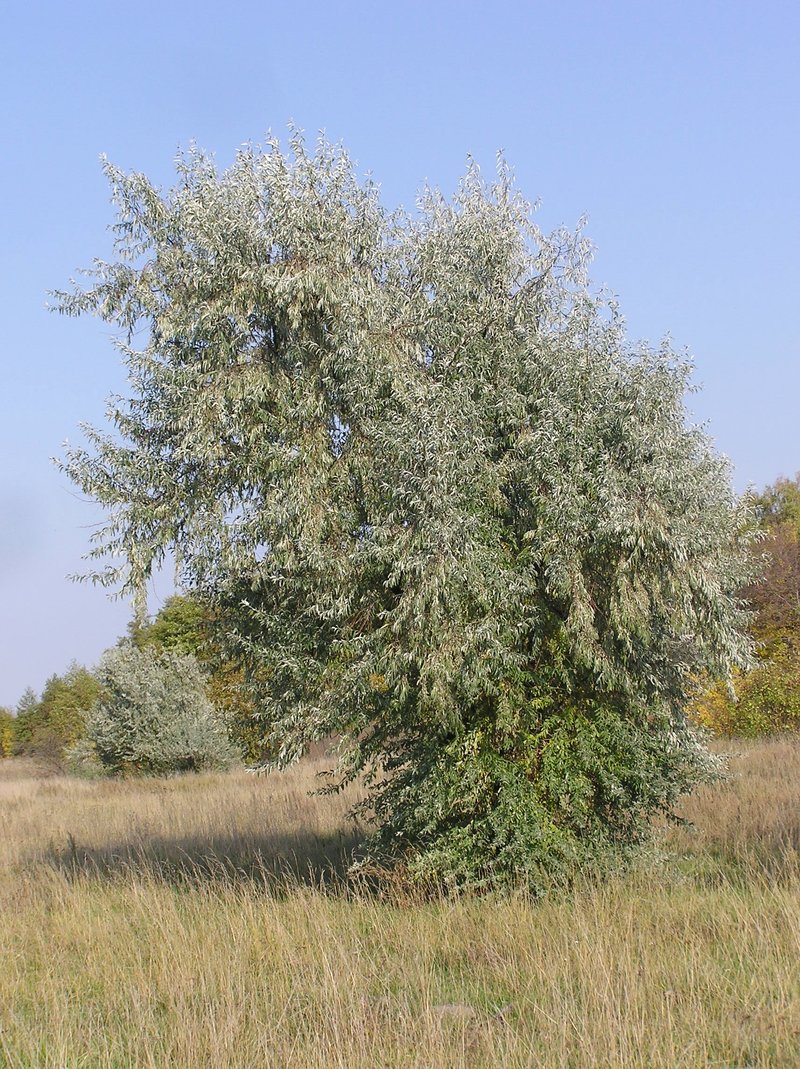 Russian Olive photo 2
