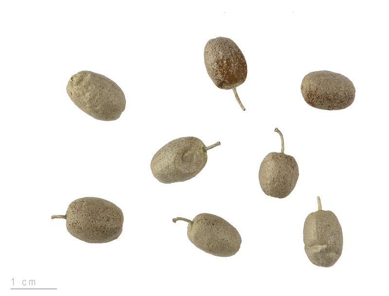 Russian Olive photo 3