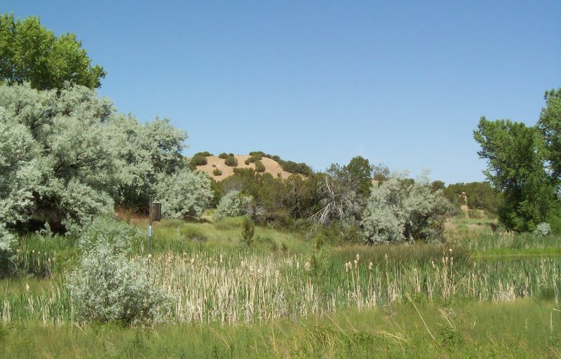 Russian Olive photo 5