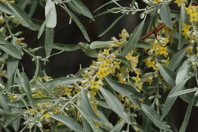 Russian Olive photo 6