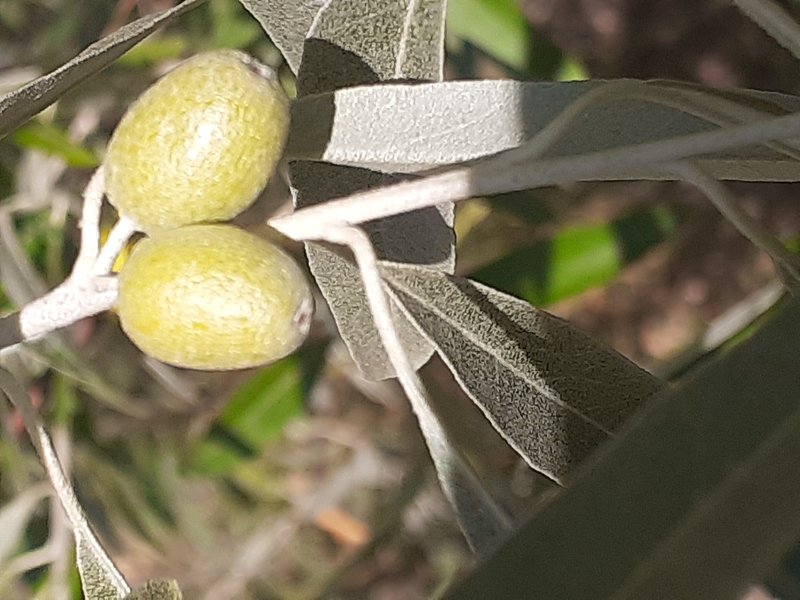 Russian Olive photo 7