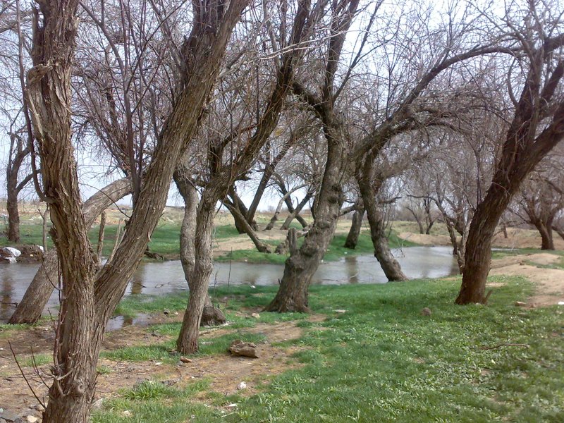 Russian Olive photo 8
