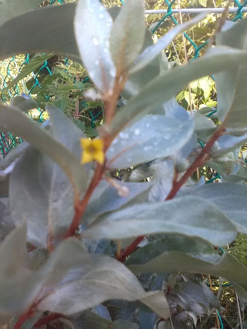 Silverberry