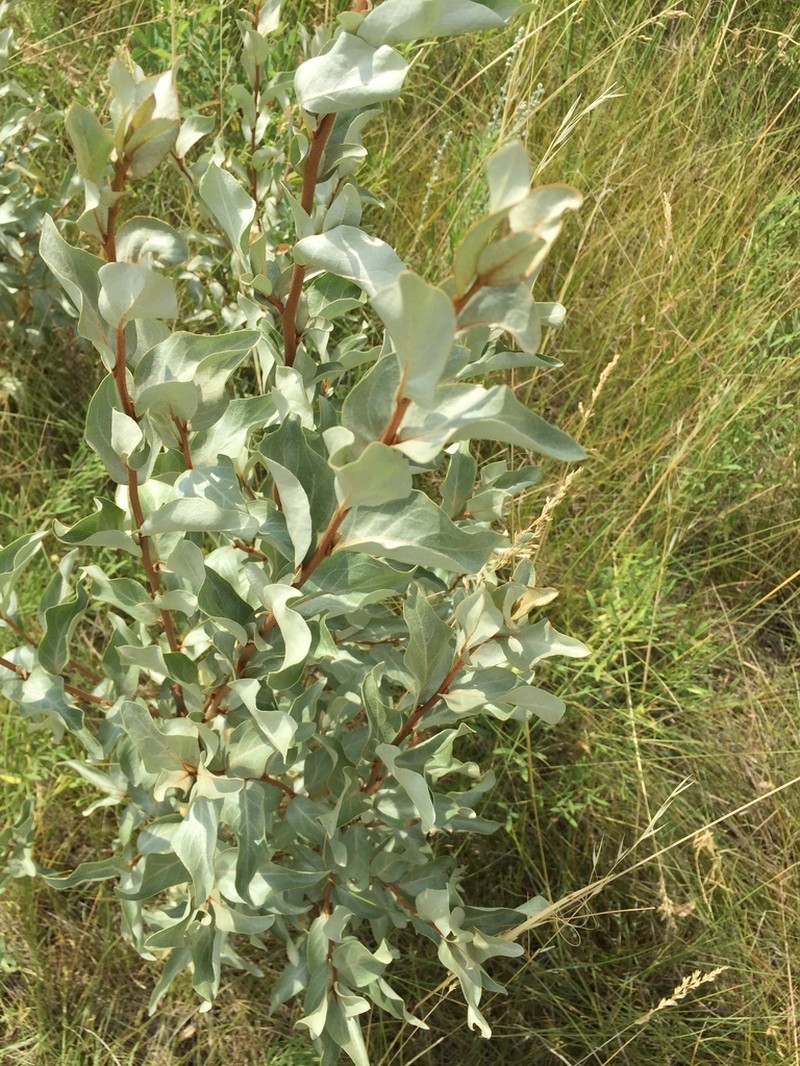 Silverberry photo 2