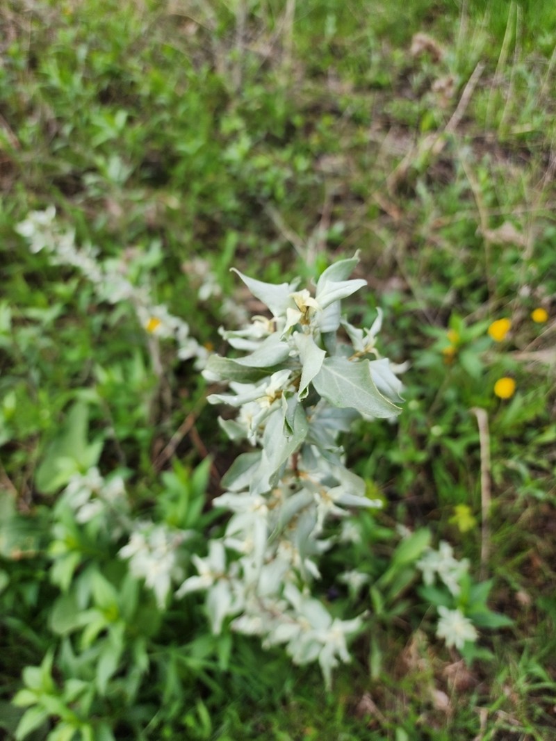 Silverberry photo 3