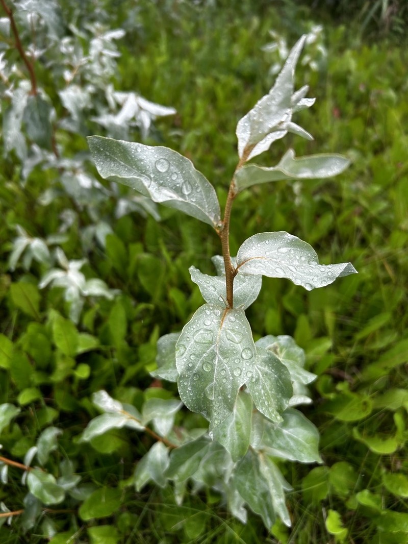 Silverberry photo 4