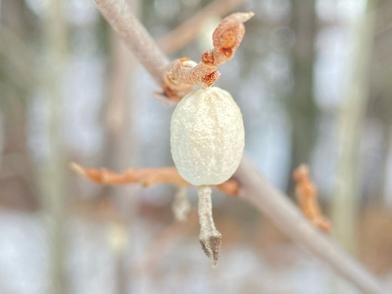 Silverberry photo 5