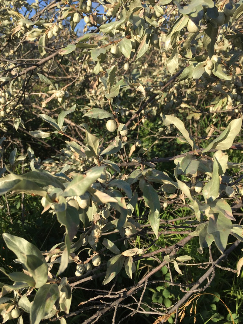 Silverberry photo 7