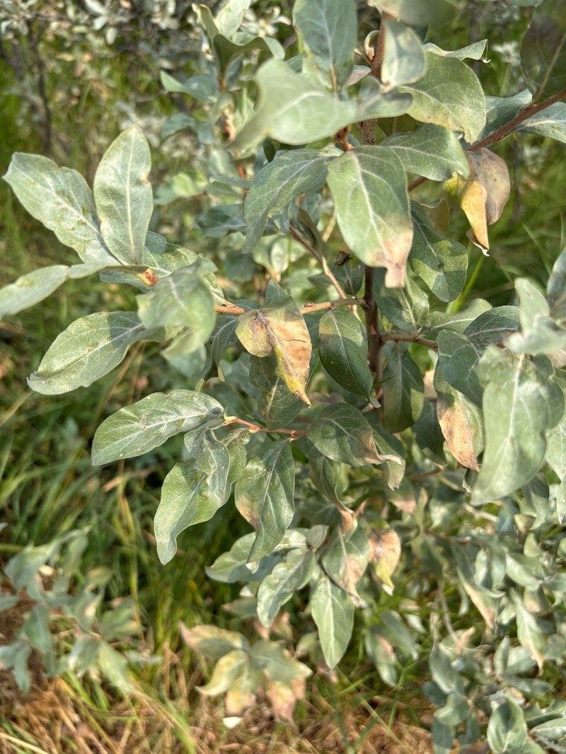 Silverberry photo 8