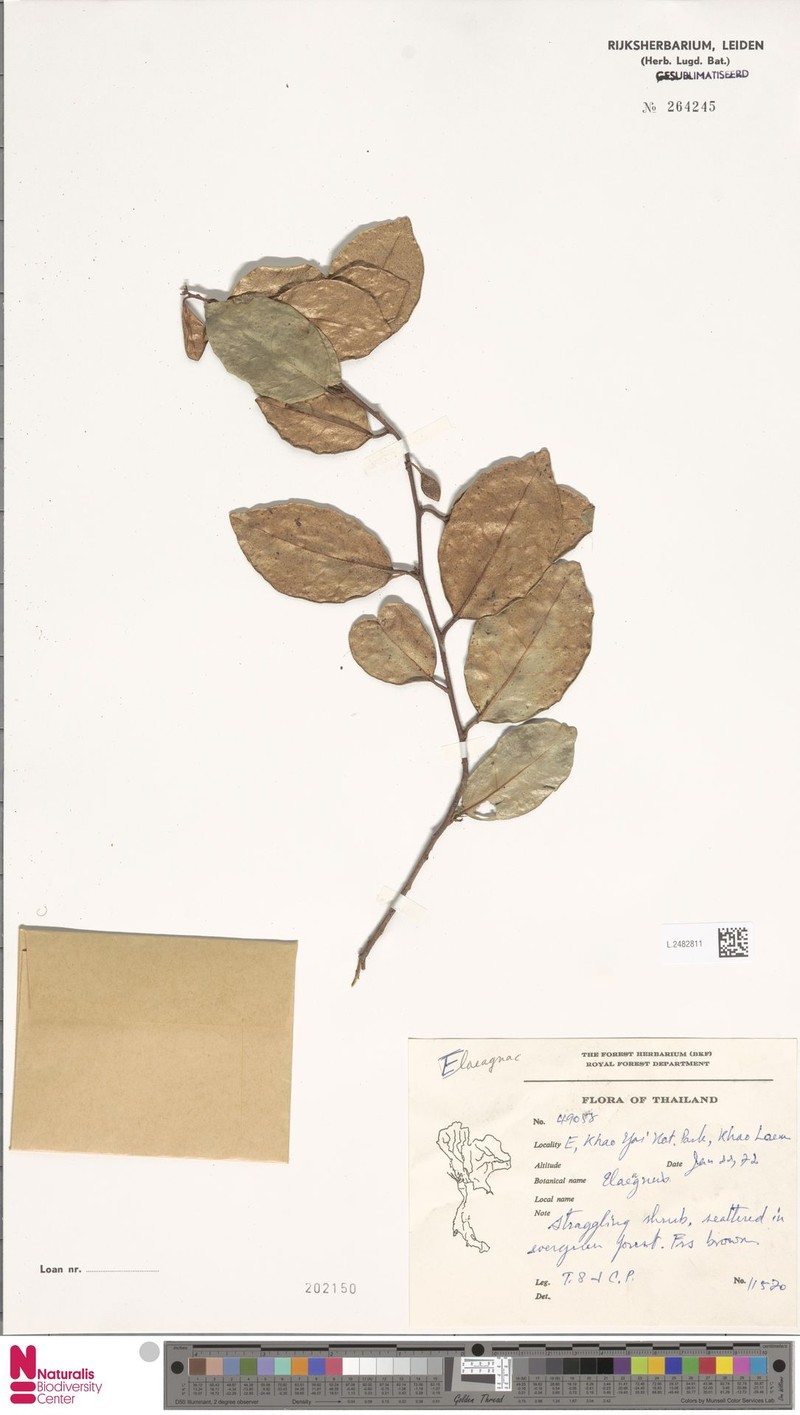Elaeagnus elongatus