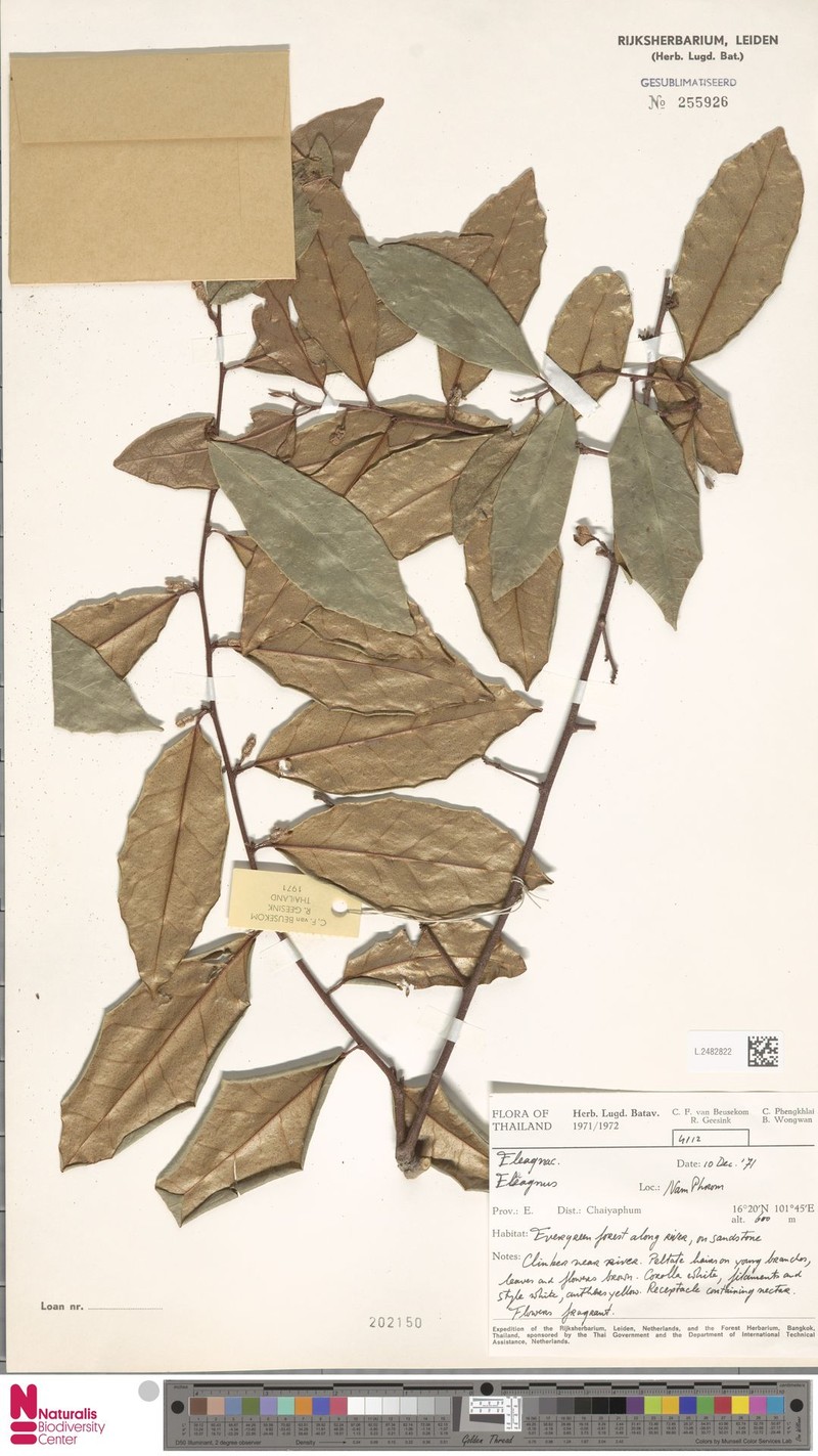 Elaeagnus elongatus photo 2