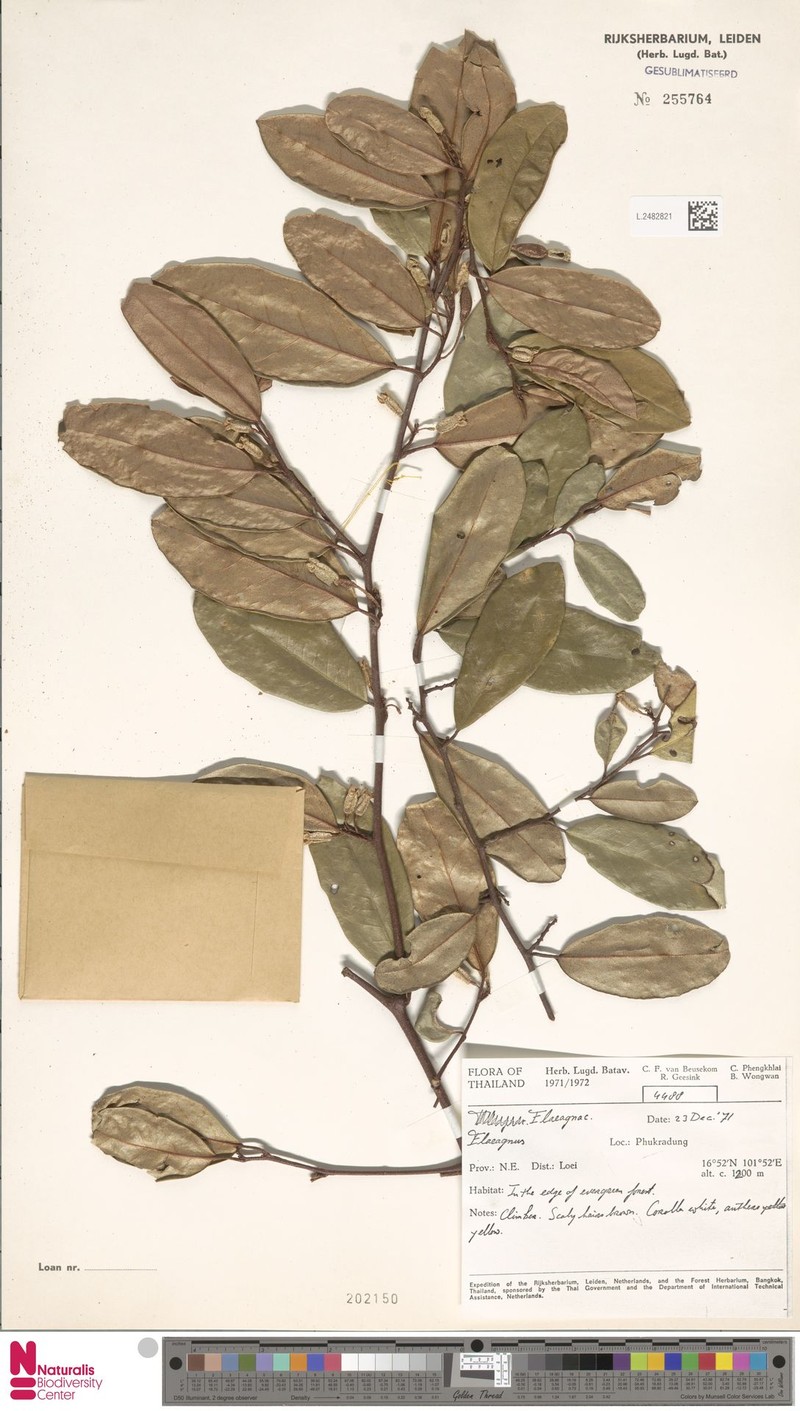 Elaeagnus elongatus photo 3