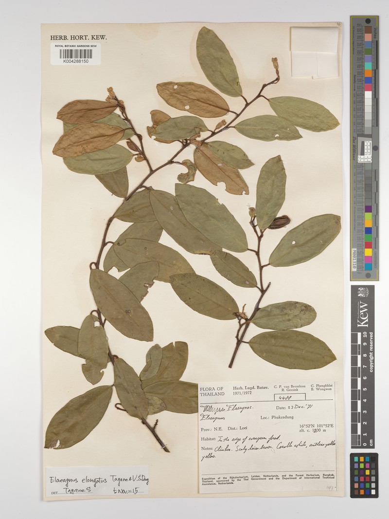 Elaeagnus elongatus photo 4