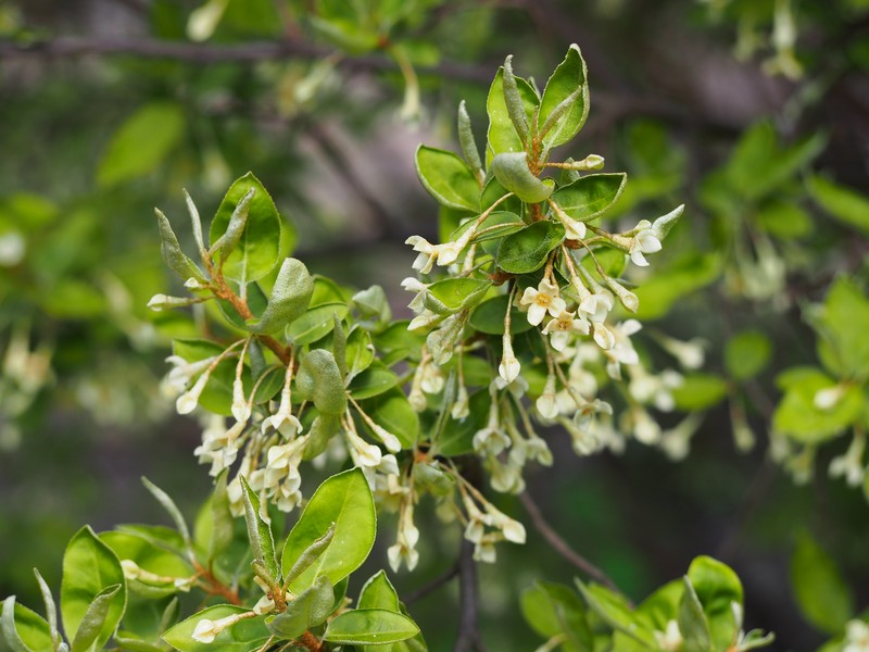 Cherry Silverberry photo 3