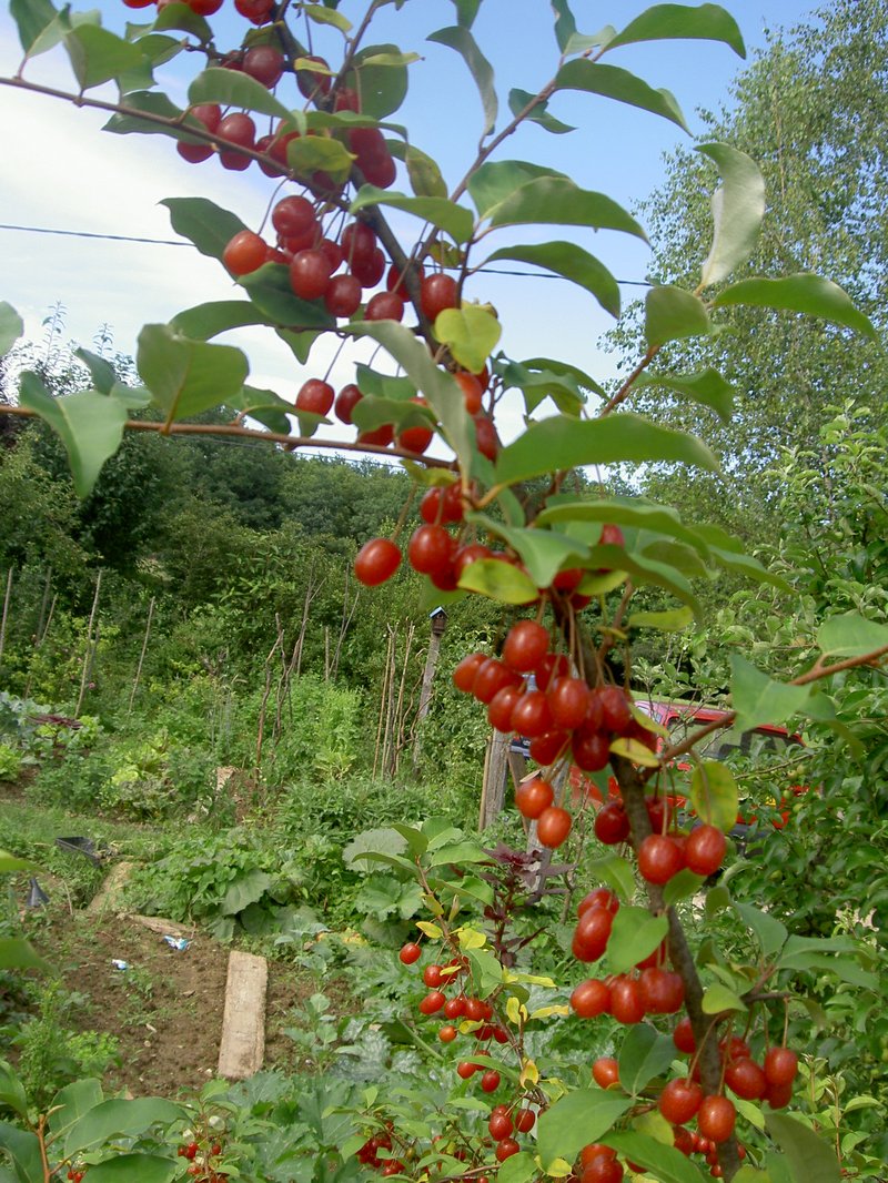 Cherry Silverberry photo 4