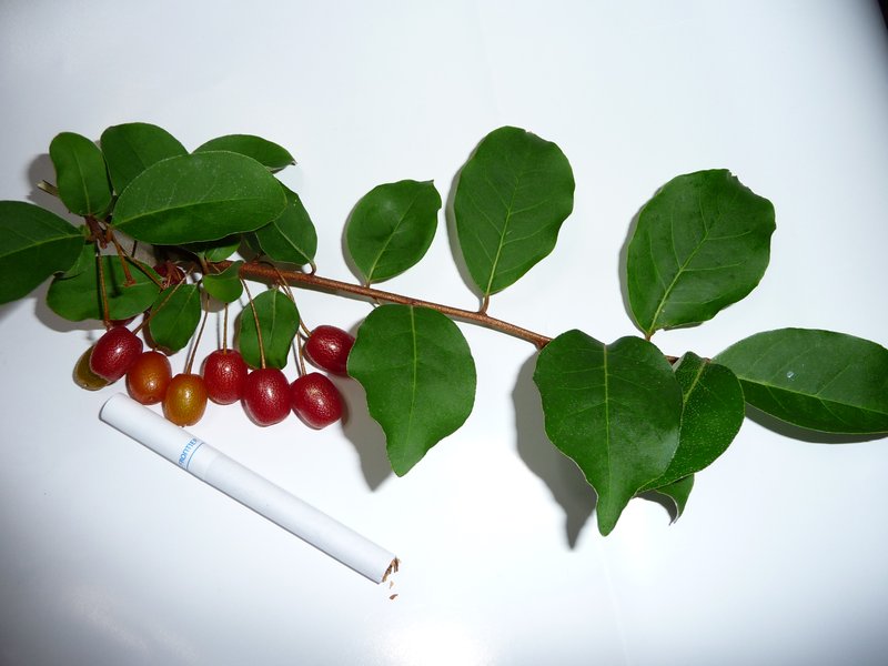 Cherry Silverberry photo 5