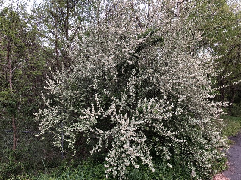 Cherry Silverberry photo 6