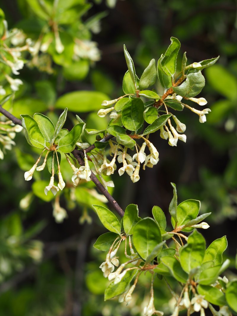 Cherry Silverberry photo 7