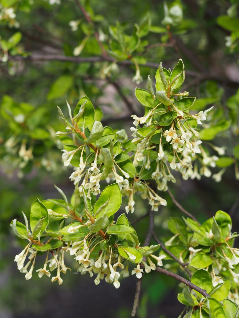 Cherry Silverberry photo 8