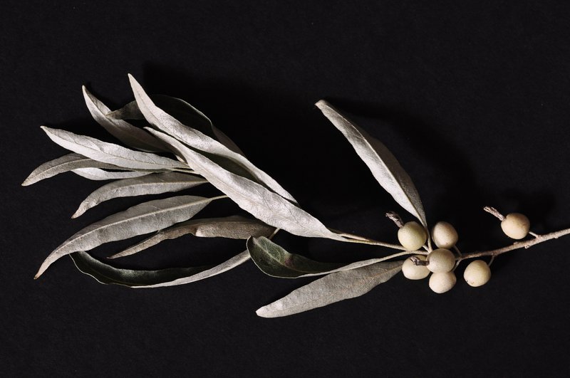 Elaeagnus orientalis