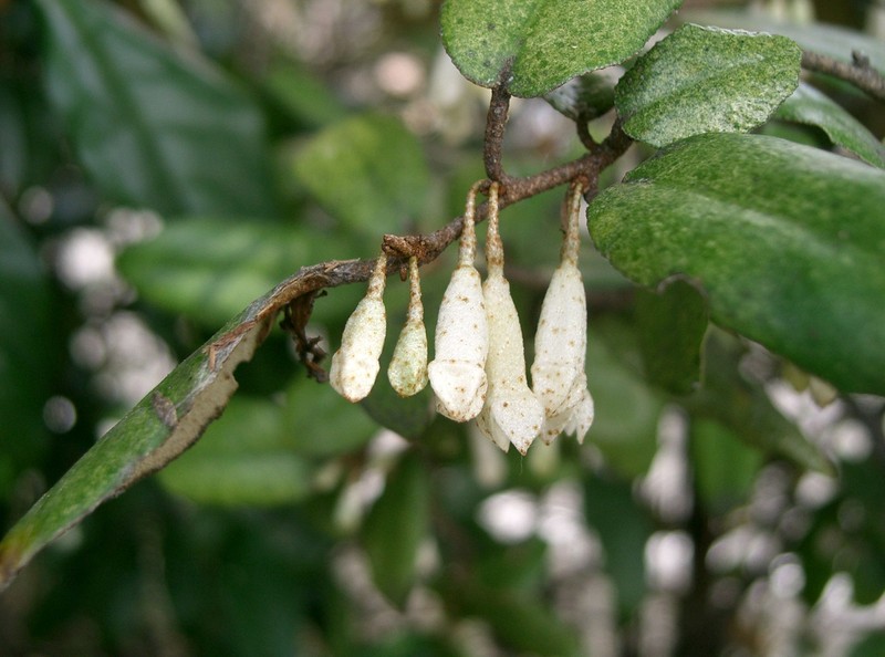 Thorny Olive photo 4