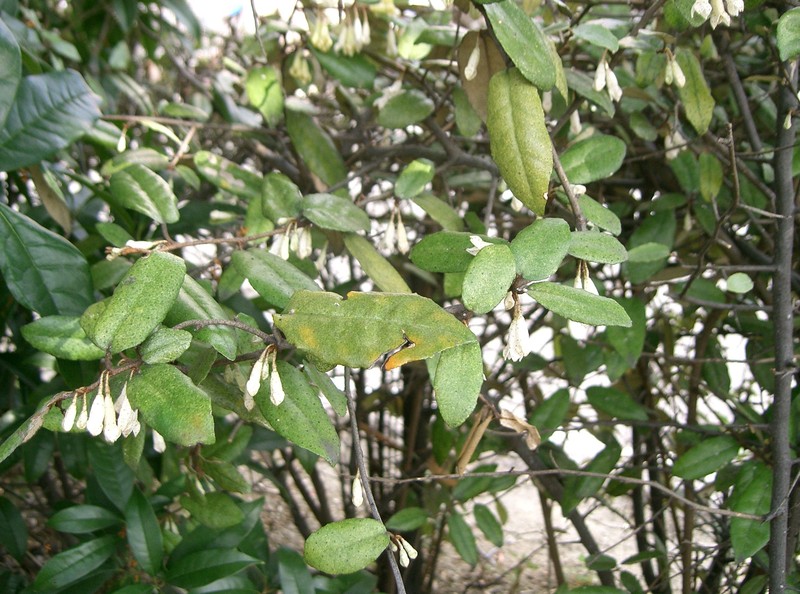Thorny Olive photo 5