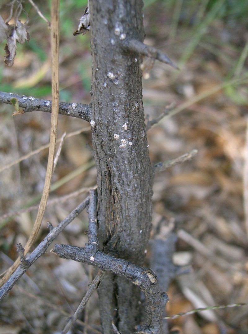 Thorny Olive photo 6