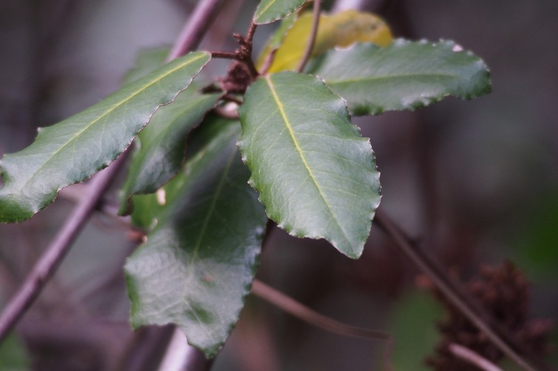 Thorny Olive photo 2