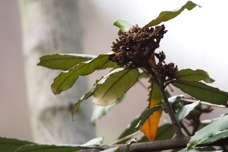 Thorny Olive photo 3
