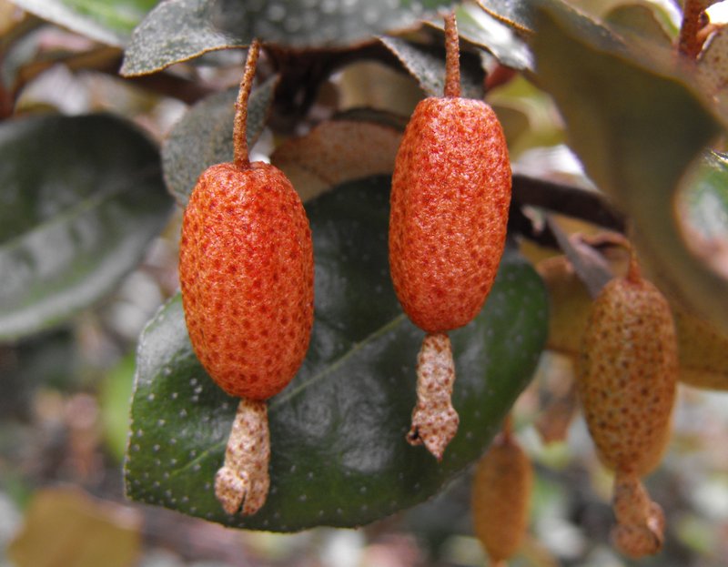 Thorny Olive photo 7